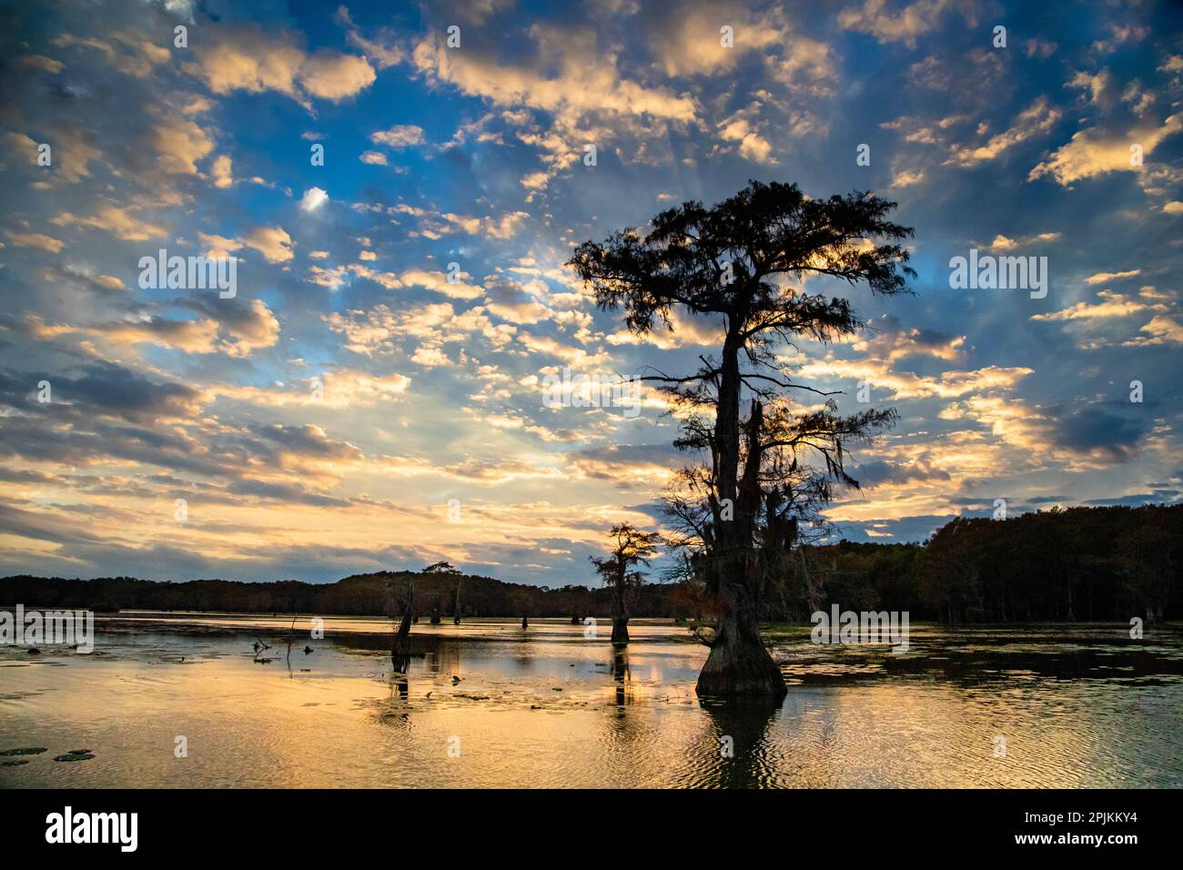 Ciprés calvo silueta al amanecer, Caddo Lake, Texas Foto de stock