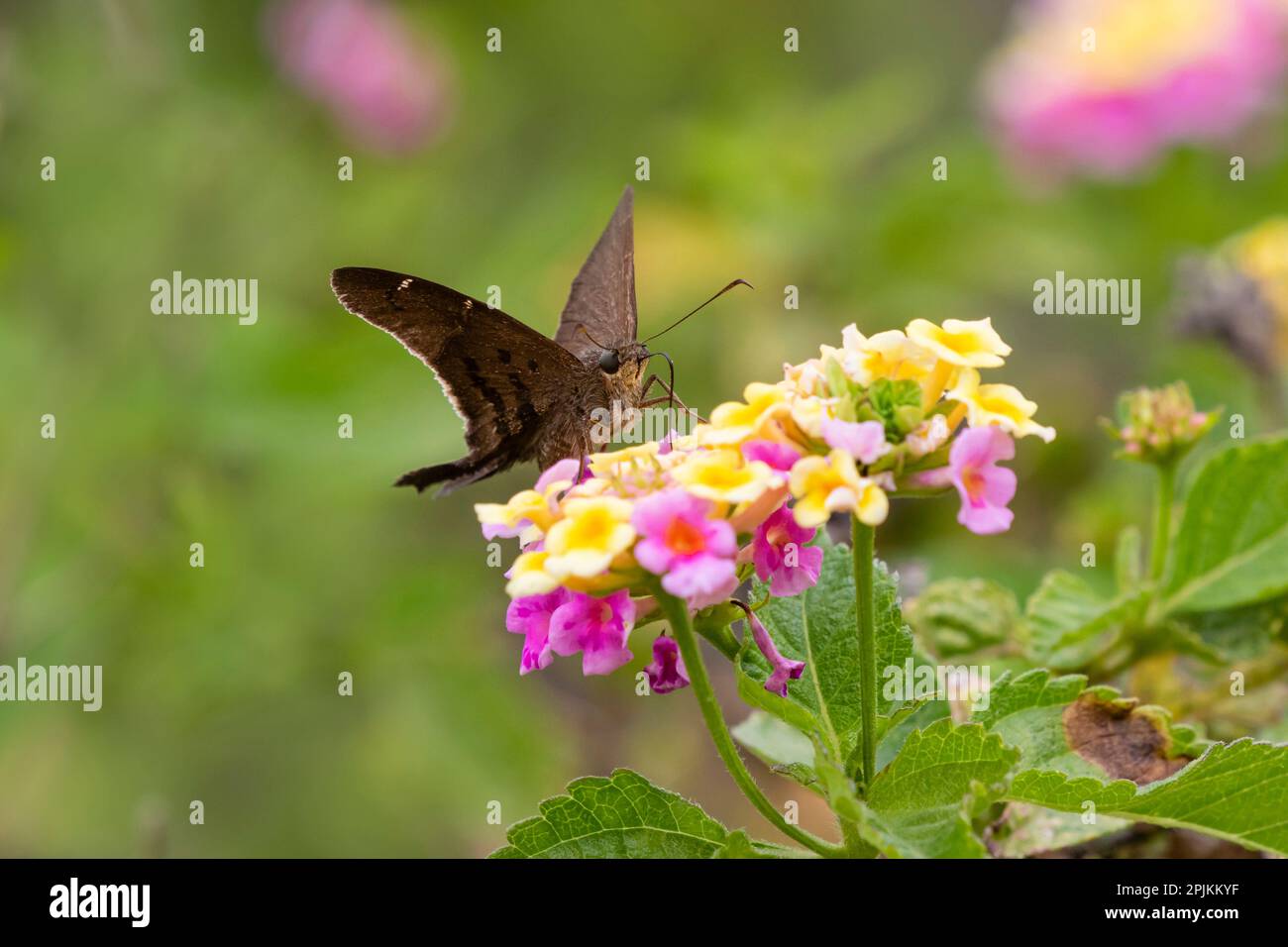 Marrón de cola larga nectaring en lantana florece Foto de stock