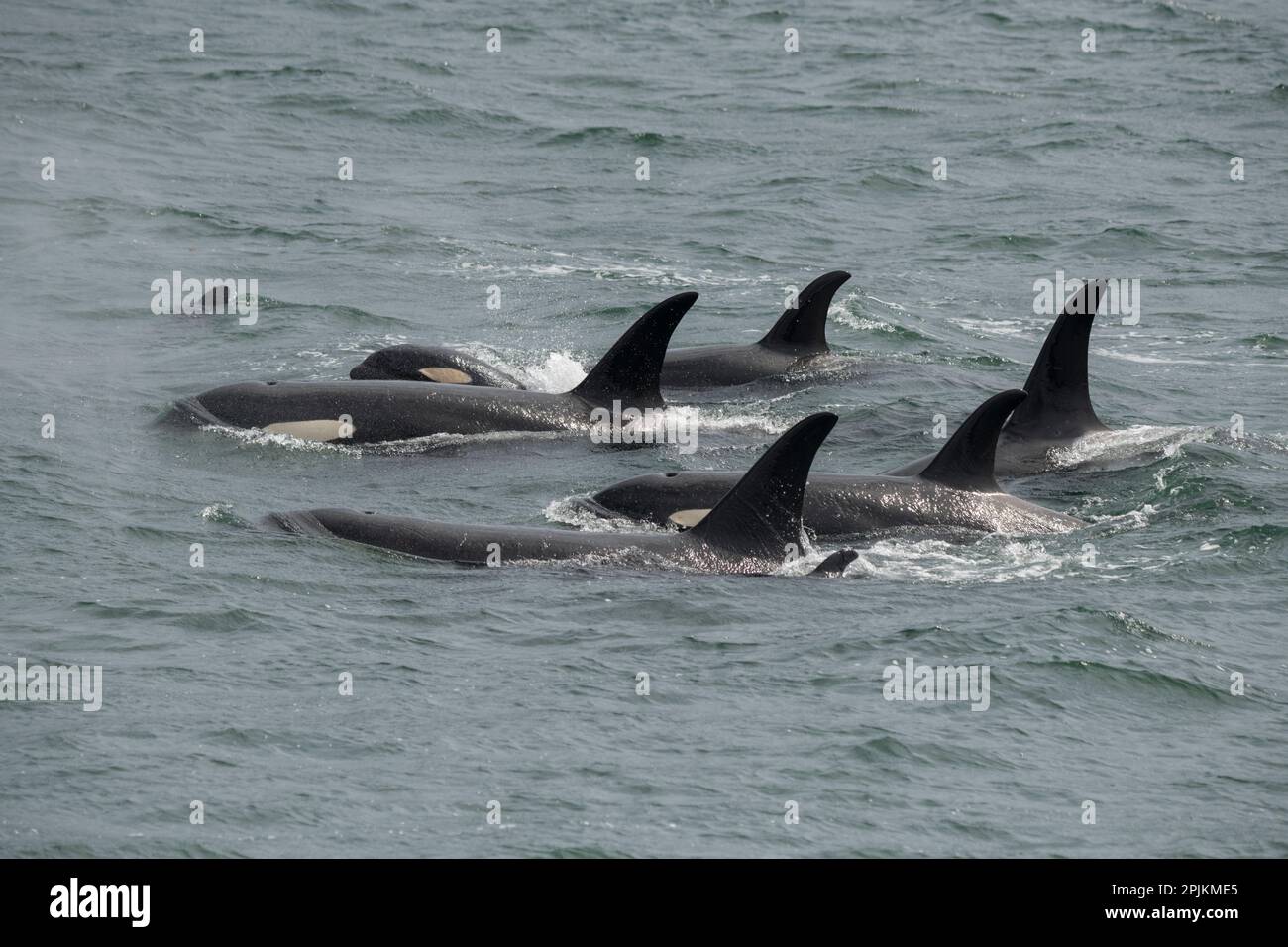 Gran vaina de orcas en Icy Strait una unidad familiar. Foto de stock