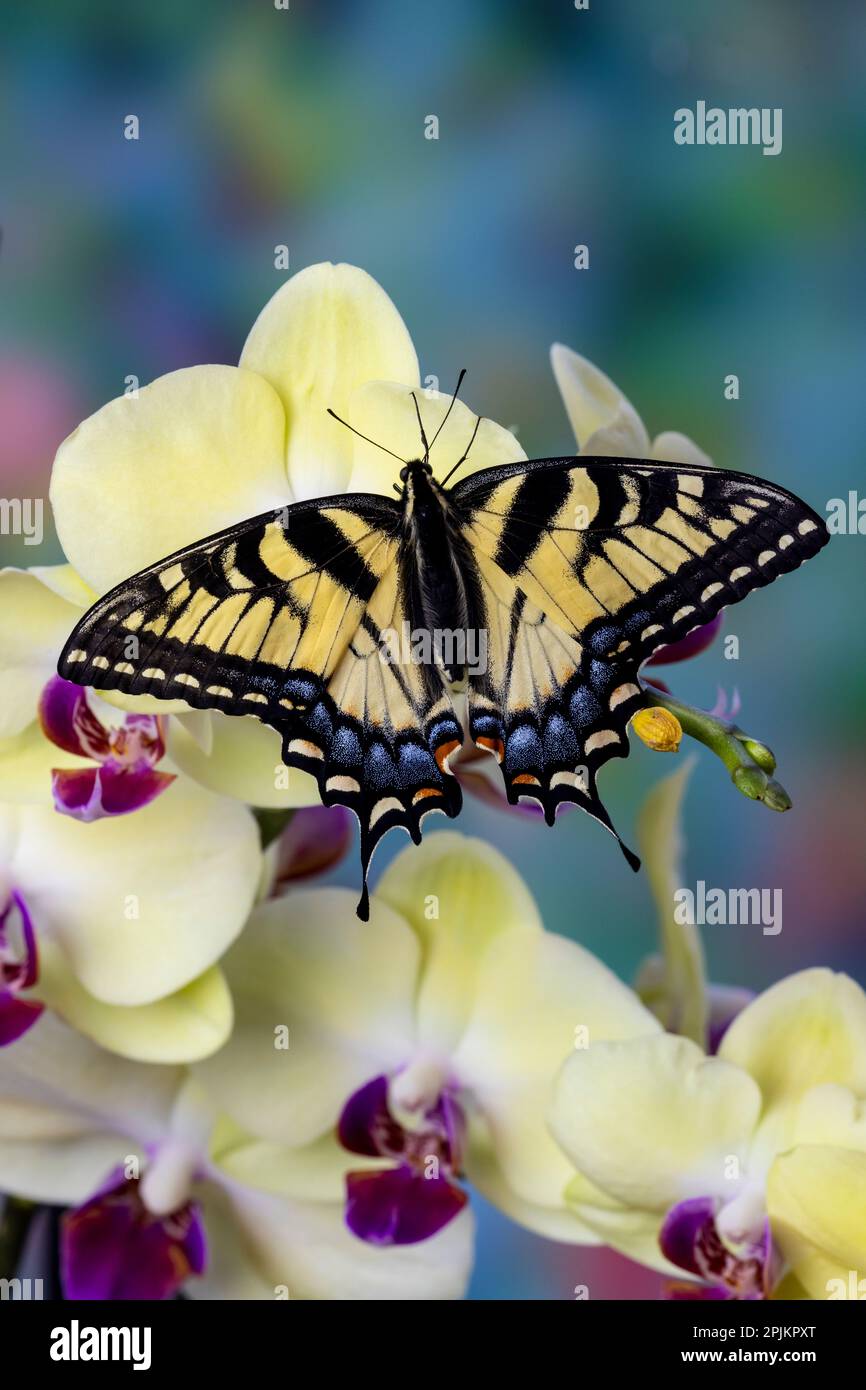 Estados Unidos, Estado de Washington, Sammamish. Mariposa de cola de golondrina tigre oriental en orquídea Foto de stock