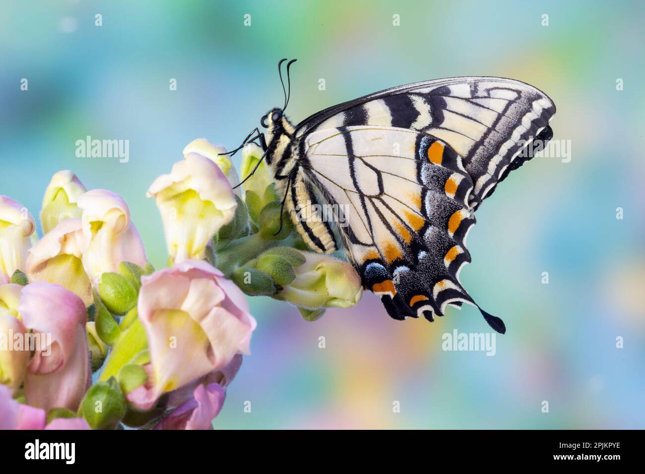 Estados Unidos, Estado de Washington, Sammamish. Tigre oriental swallowtail mariposa en Snapdragon Foto de stock