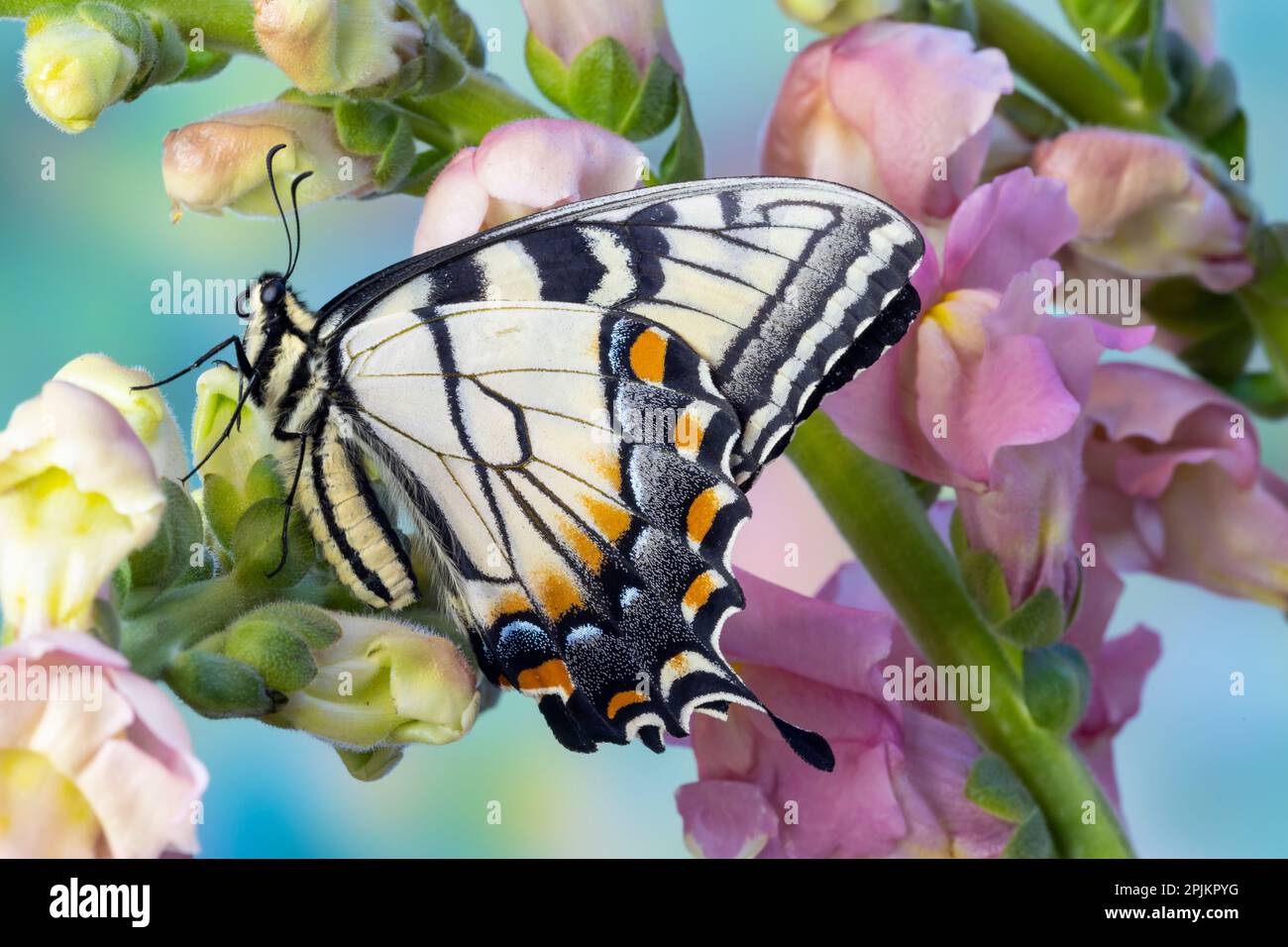 Estados Unidos, Estado de Washington, Sammamish. Tigre oriental swallowtail mariposa en Snapdragon Foto de stock