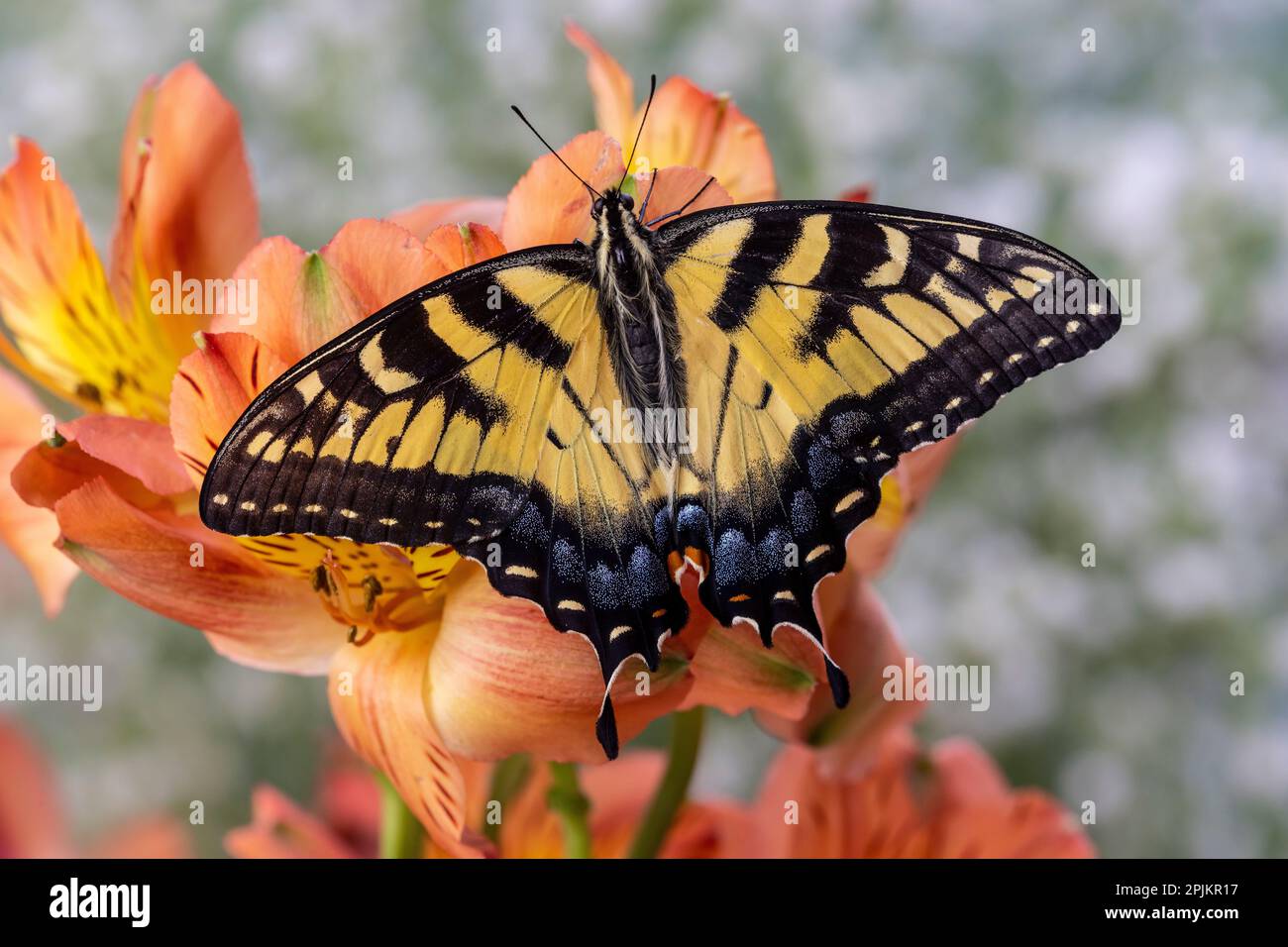 Estados Unidos, Estado de Washington, Sammamish. Mariposa de cola de golondrina tigre oriental Foto de stock