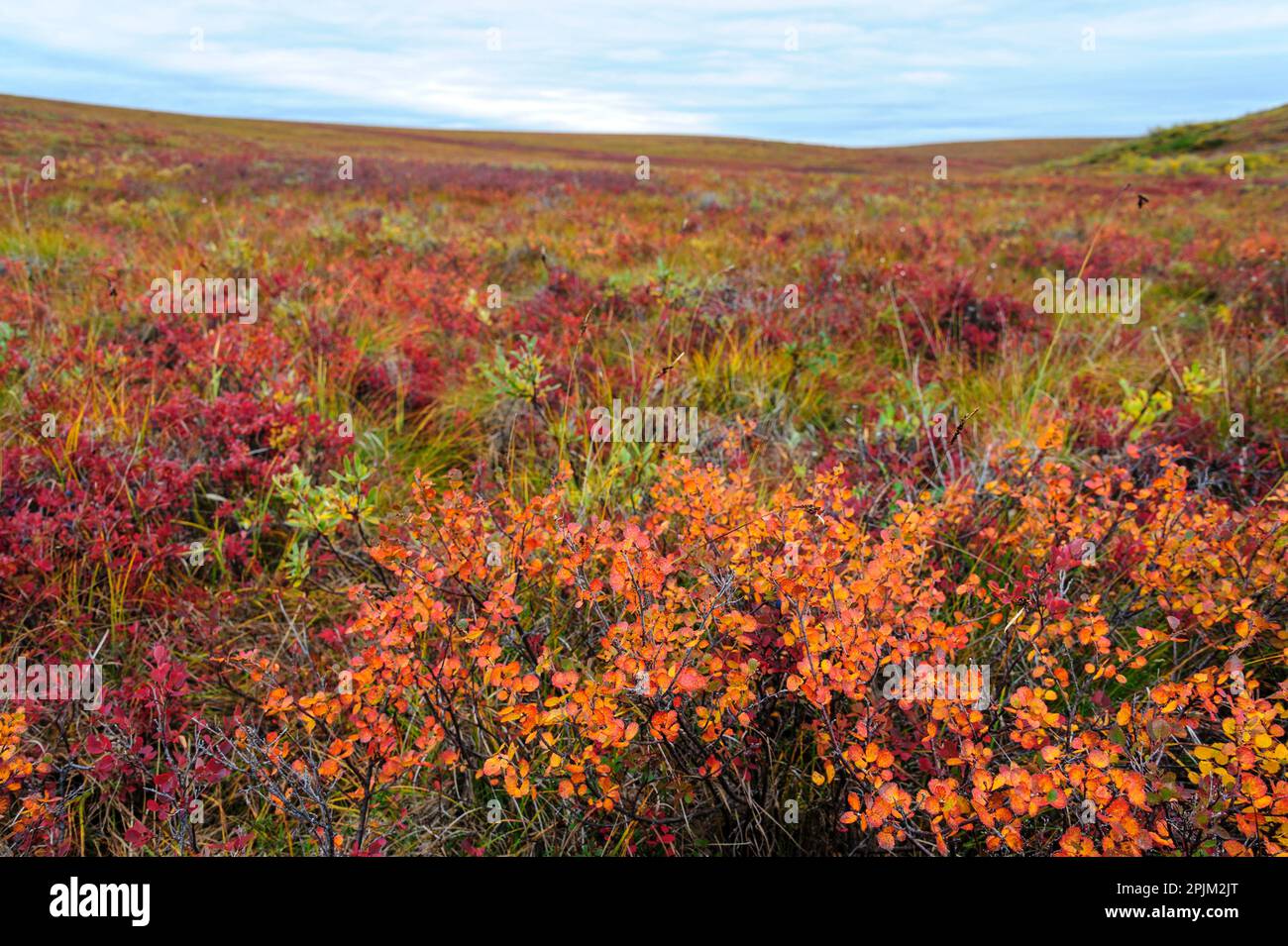 árboles enanos de la tundra ártica