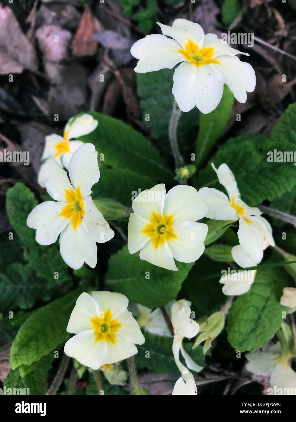 Cerca de las flores de alfiler blanco y las hojas de la planta de onagra inglesa, Primula vulgaris, la onagra común es una especie de planta con flores de jardín de cabaña Foto de stock