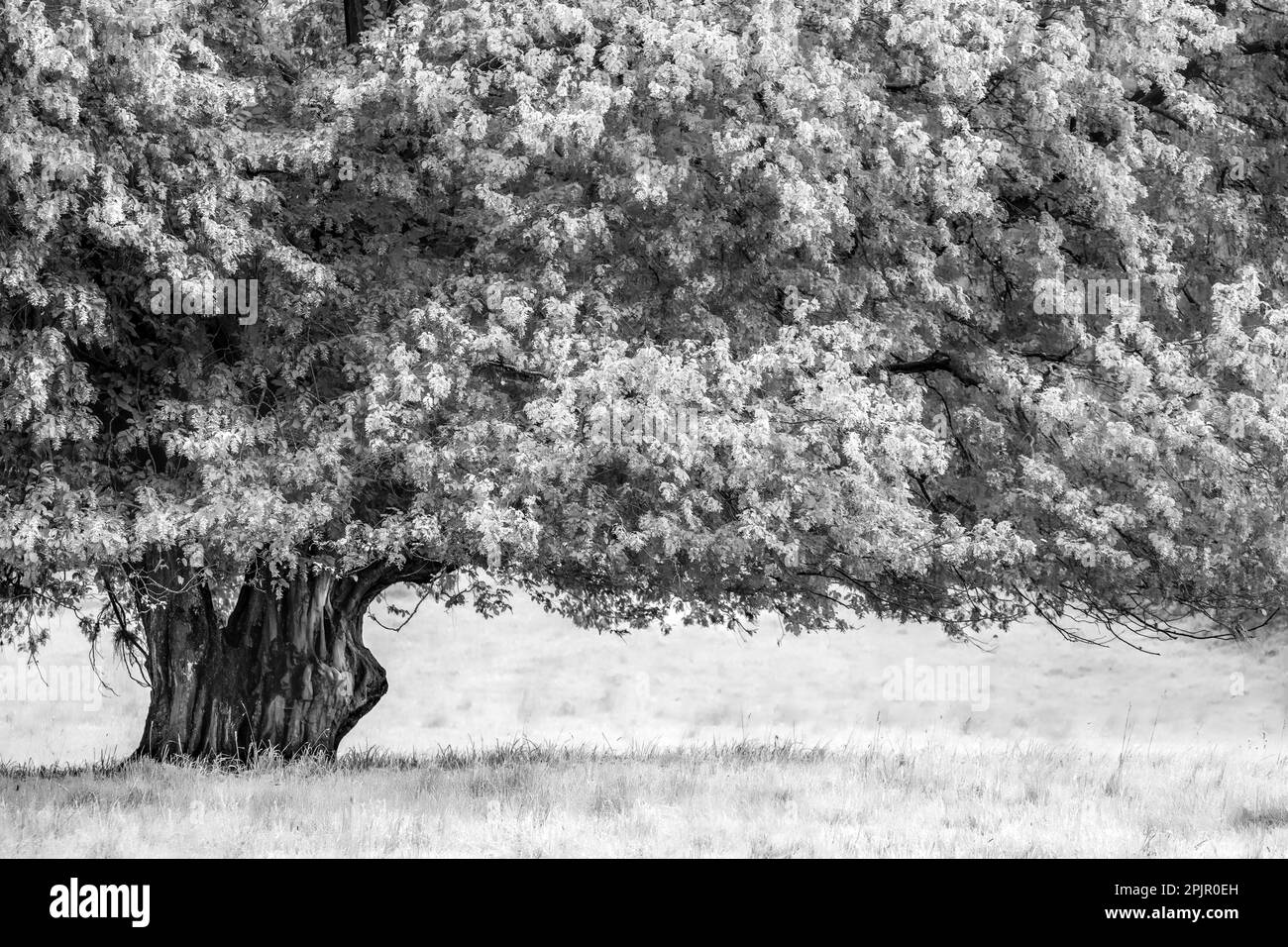 Una imagen recortada monocroma y en blanco y negro de un gran árbol, follaje suave y de ensueño Foto de stock