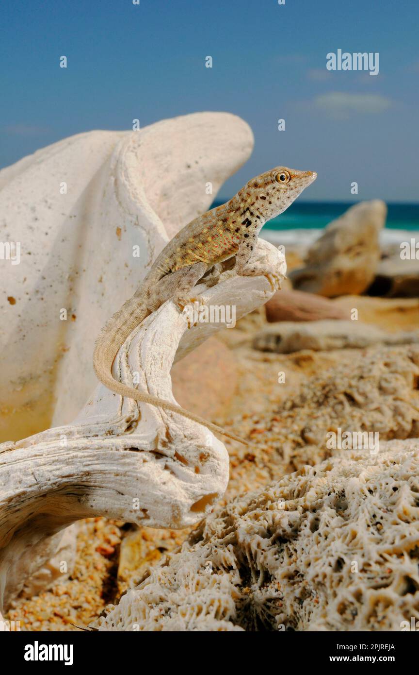 Abdel Kuri Roca Gecko (Pristurus abdelkuri) adulto, tomando sol en fósiles marinos en la playa, Socotra, Yemen Foto de stock