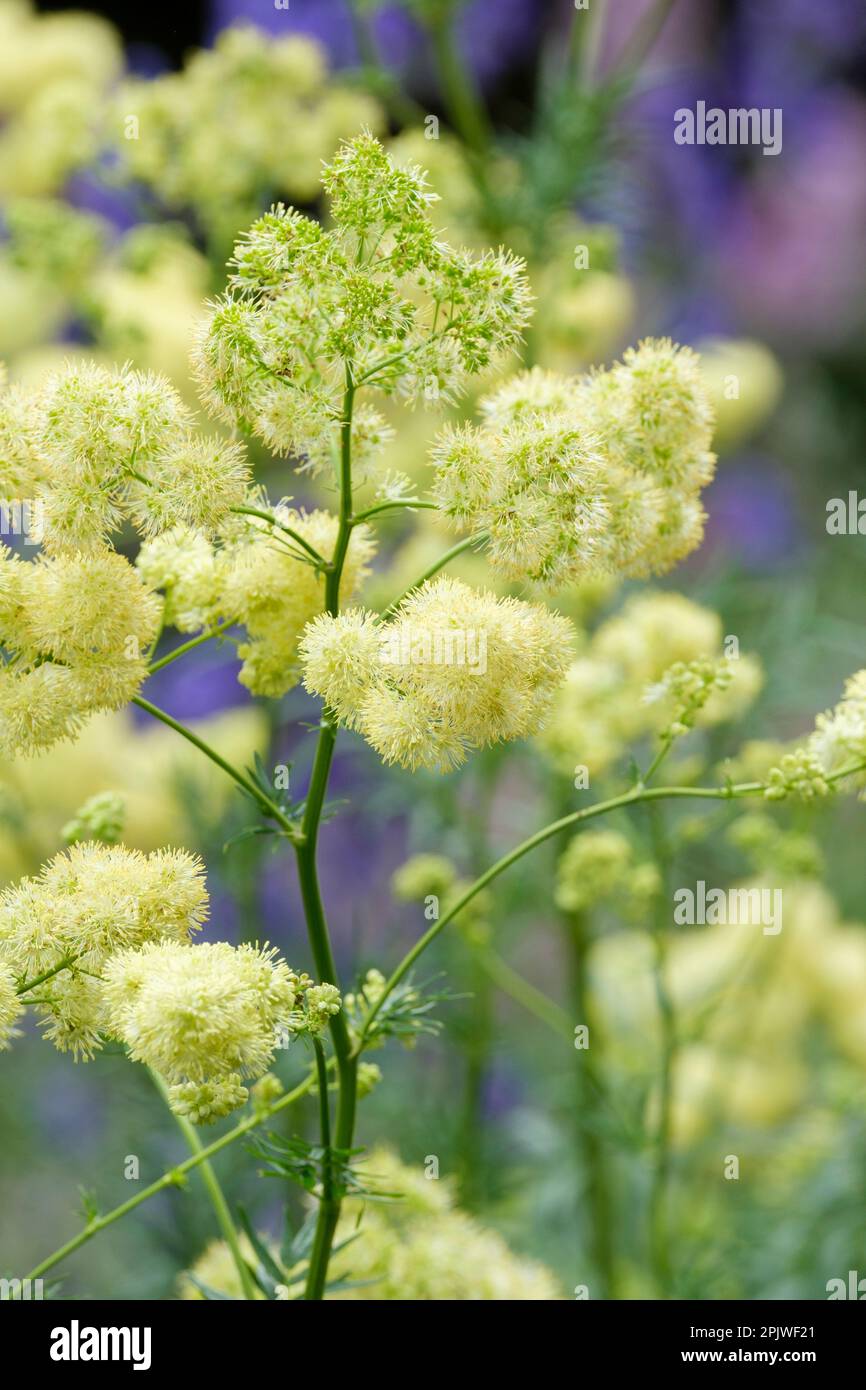 Thalictrum angustifolium, brillante pradera rue, herbáceas perennes, flores amarillas cremosas en verano Foto de stock