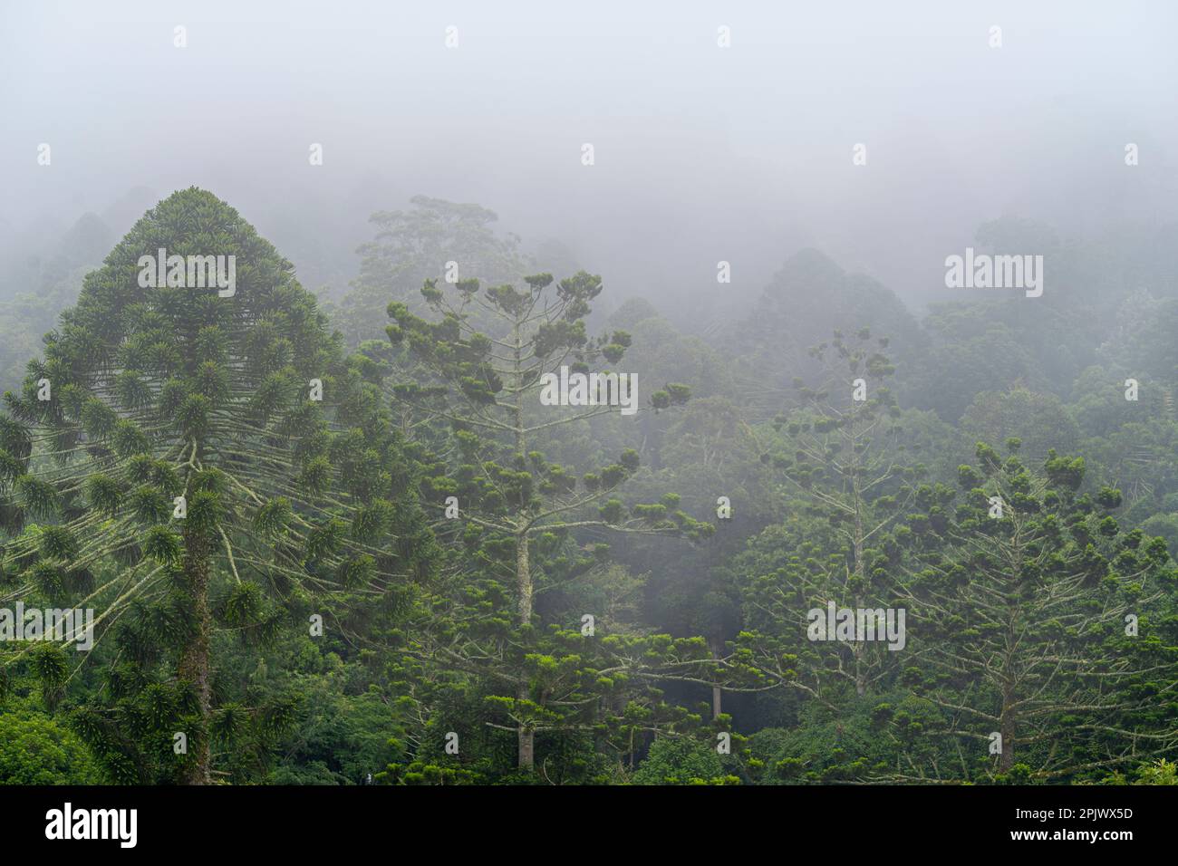 Pinos Bunya (Araucaria bidwillii) rodeados de niebla en el Parque Nacional de las Montañas Bunya, Queensland, Australia Foto de stock