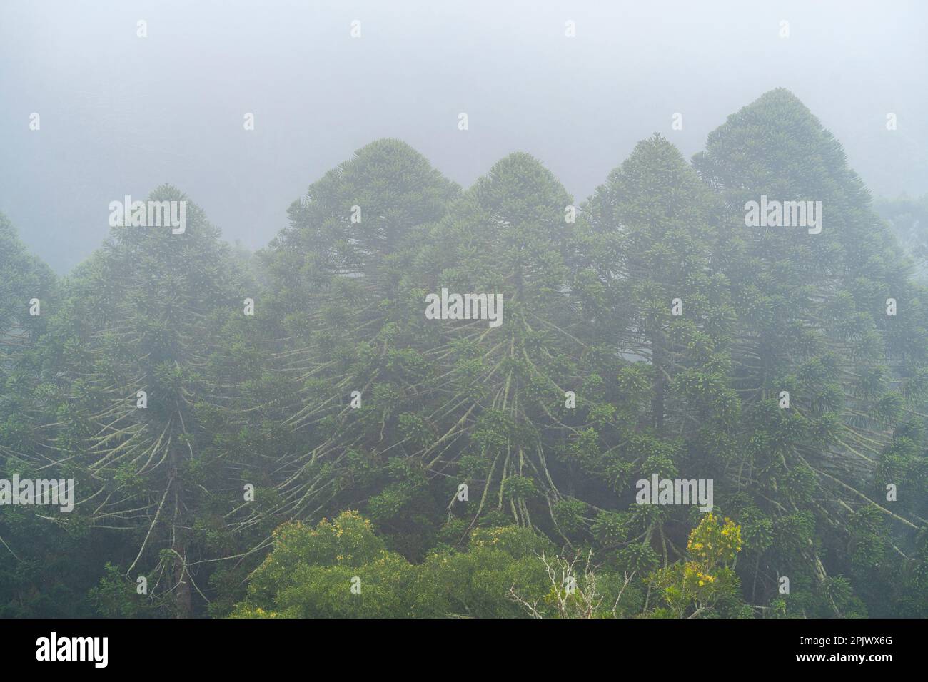 Pinos Bunya (Araucaria bidwillii) rodeados de niebla en el Parque Nacional de las Montañas Bunya, Queensland, Australia Foto de stock