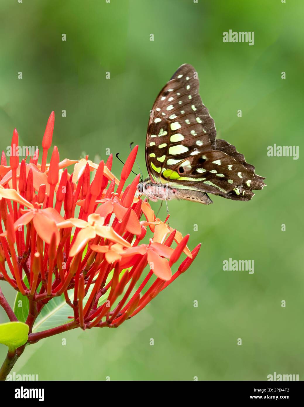 Un hermoso jay de cola (Graphium agamemnon), alimentándose de flores rojas en el jardín. Foto de stock