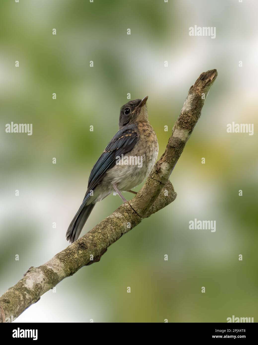 Un hermoso cazamoscas azul de tickell juvenil (Cyornis tickelliae) encaramado en una rama de árbol en la naturaleza. Foto de stock