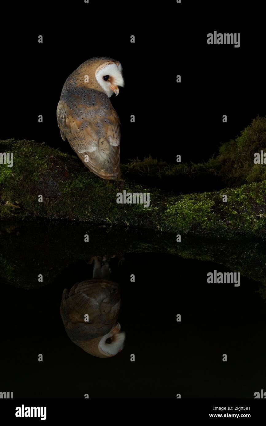 Lechuza de Campanario (Tyto alba) reflexión en la noche Foto de stock