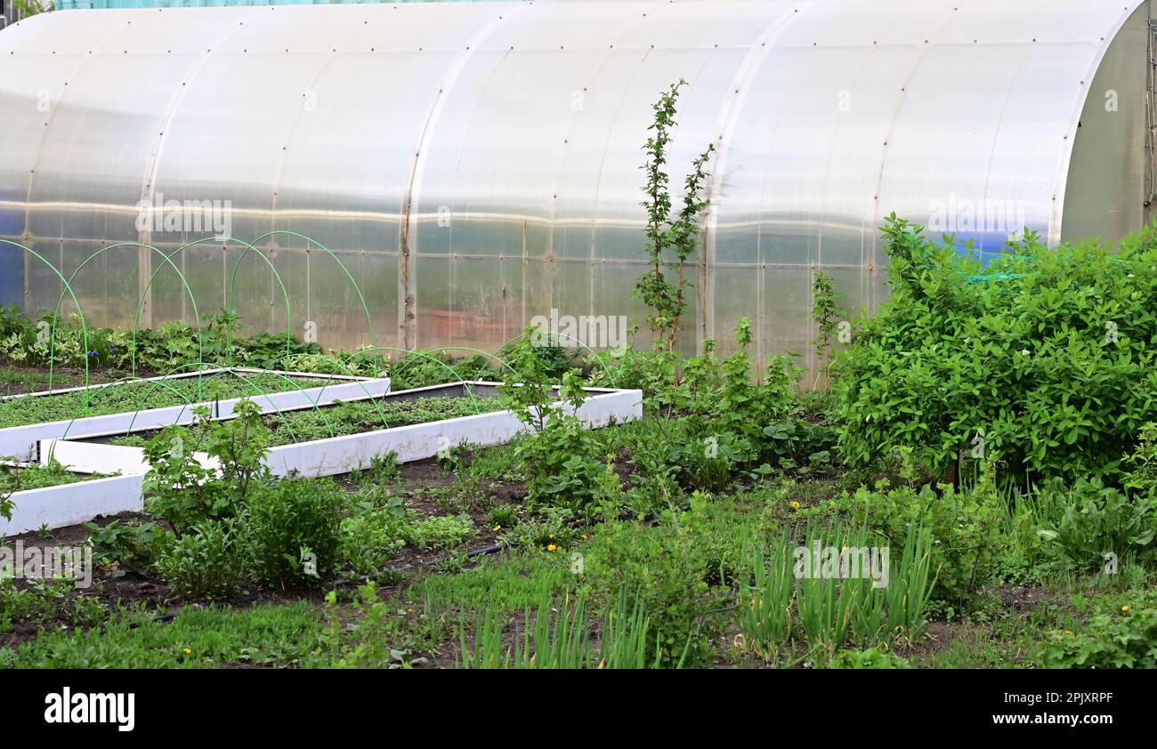 Vista interior de un invernadero de jardín de policarbonato con la puerta  cerrada y plantas dentro de staging Fotografía de stock - Alamy