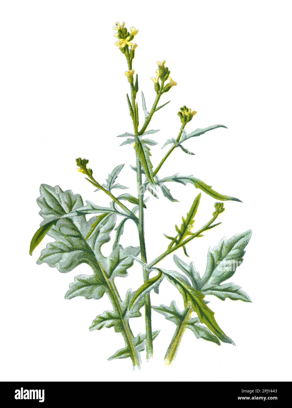 Mostaza de seto o Sisymbrium officinale, o la familia de mostaza de seto de la flor de Brassicaceae. Ilustración de flores de campo dibujado a mano vintage. Foto de stock