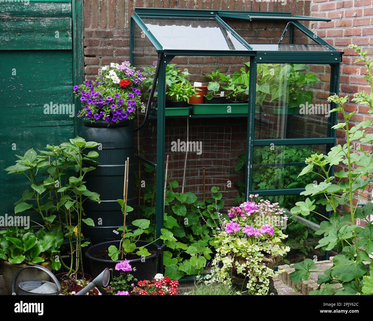 Ver en invernadero pequeño en un jardín trasero Fotografía de stock - Alamy