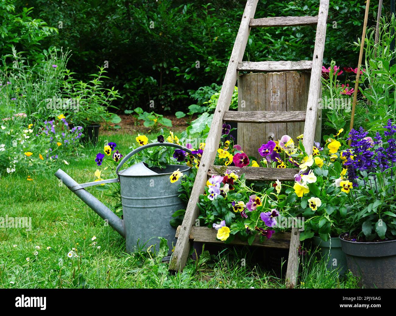 Hierbas silvestres y flores de campo con regadera de hierro. English cottage estilo gardening picture.Gardening concepto de un jardín rural.Good para insectos. Foto de stock