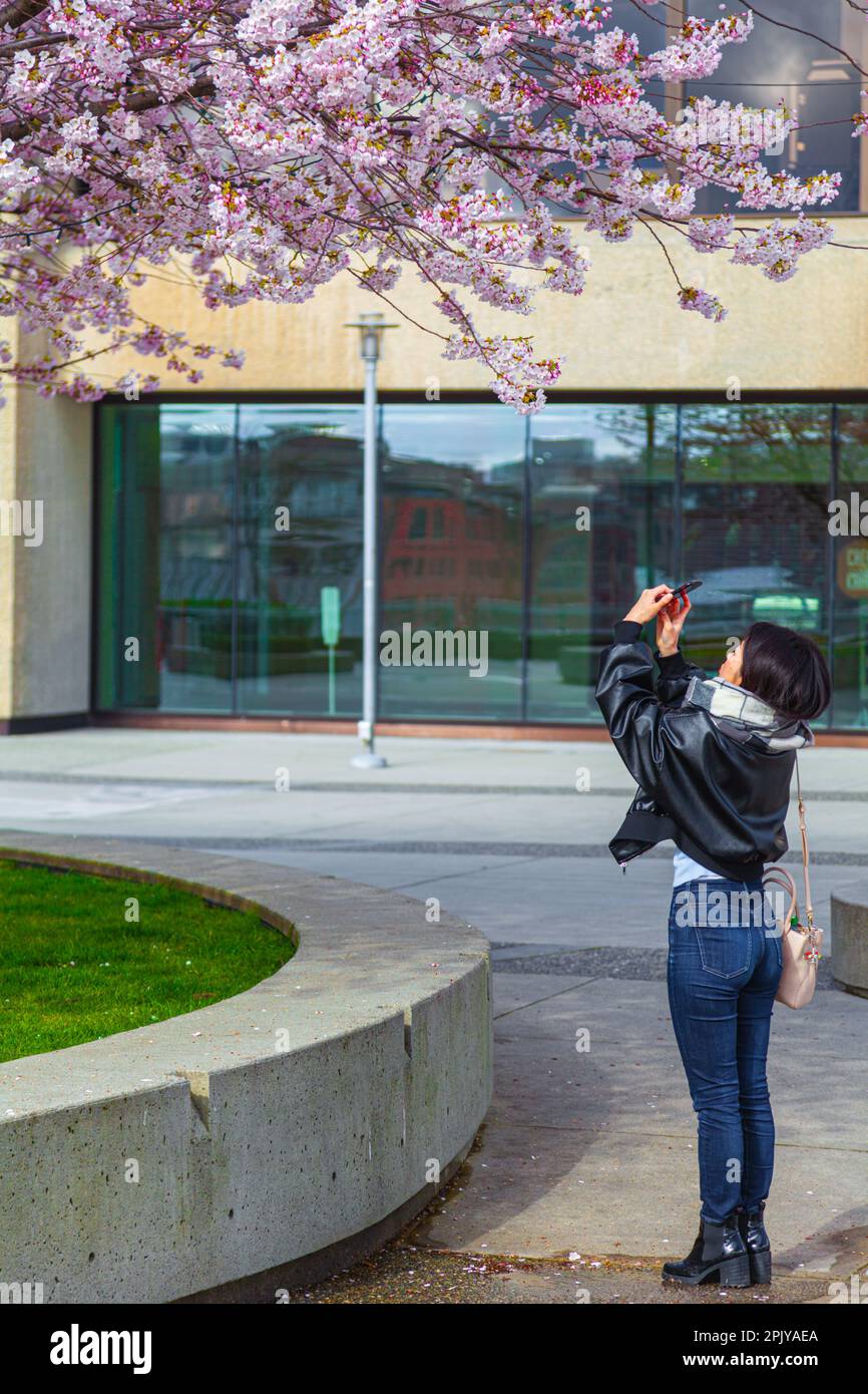 Mujer asiática atractiva joven que hace las imágenes de la flor del cerezo en Vancouver Columbia Británica Canadá Foto de stock