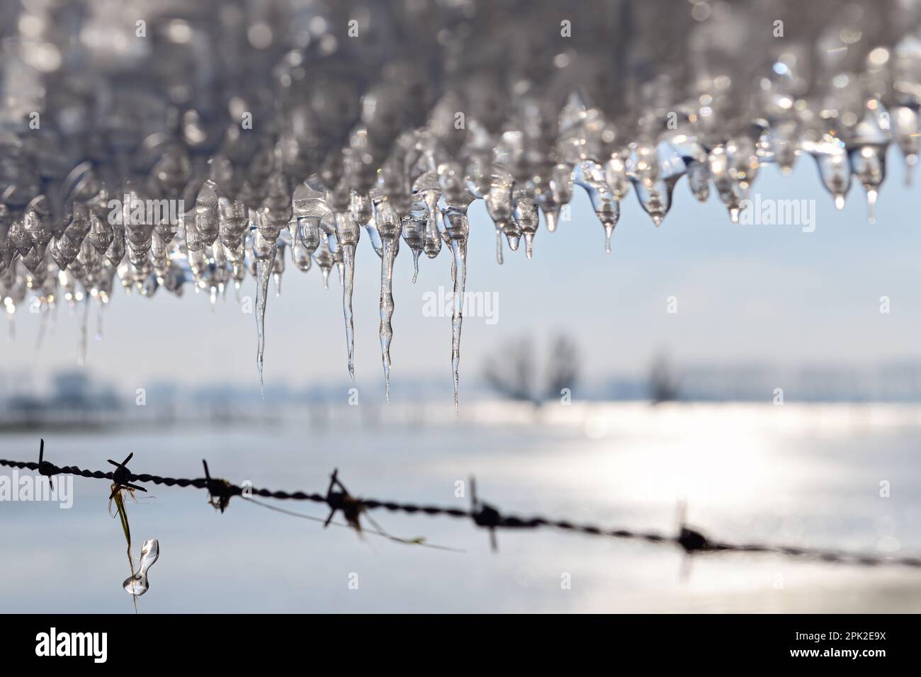 ICE Age... Icicle * Inundación de invierno 2020/2021 *, descongelando placa de hielo en una valla de alambre de púas en la isla Bislicher cerca de Xanten Foto de stock