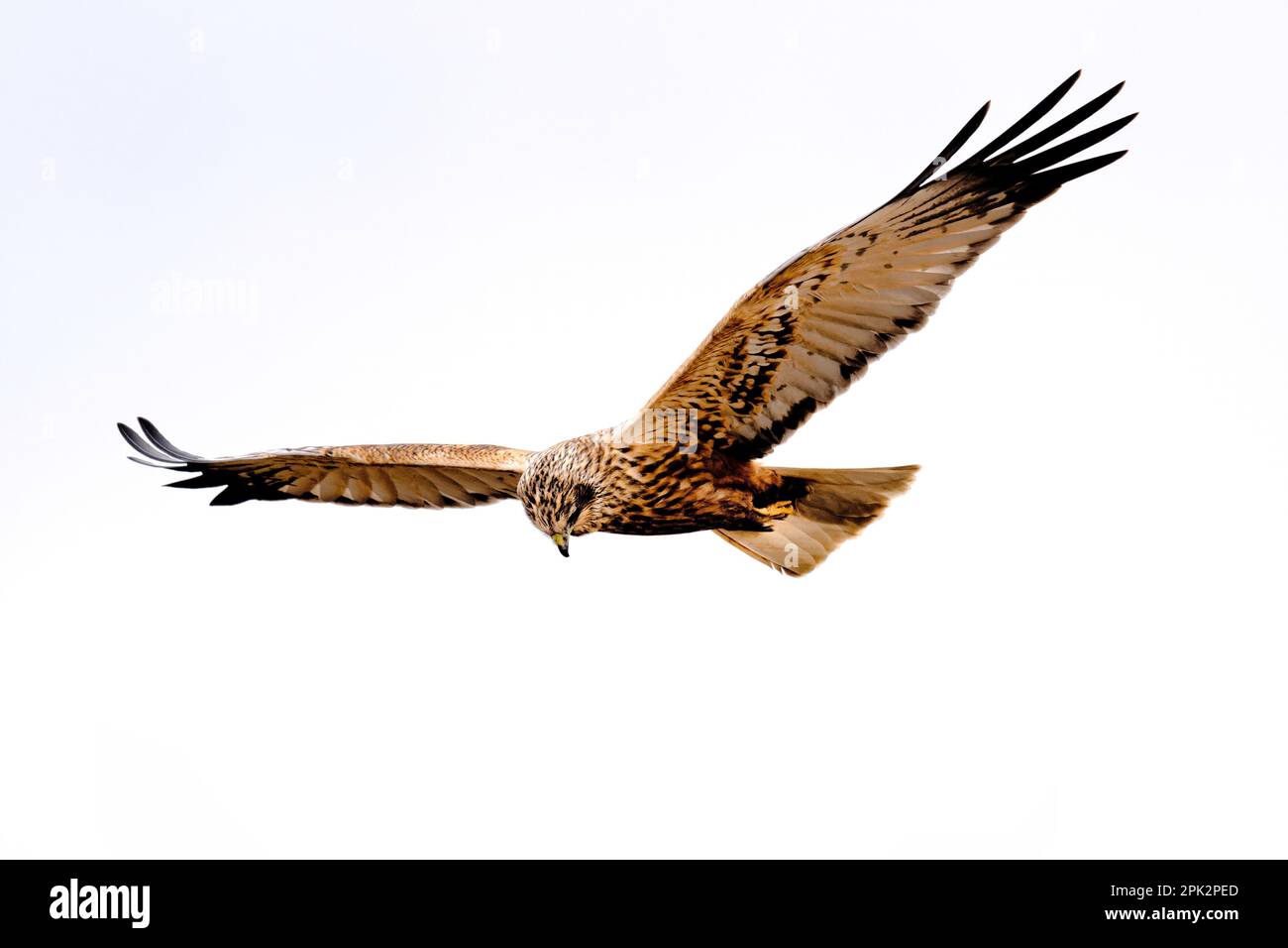 Marsh Harrier en vuelo en el pantano rspb titchwell, norfolk Foto de stock