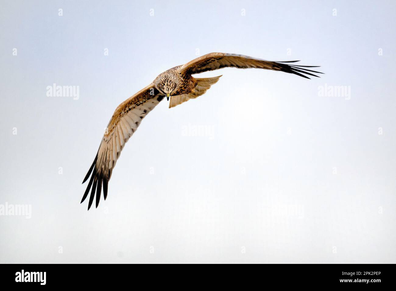 Marsh Harrier en vuelo en el pantano rspb titchwell, norfolk Foto de stock