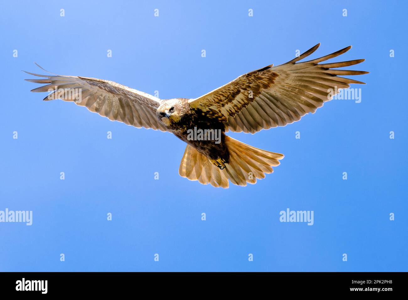 Marsh Harrier en vuelo en el pantano rspb titchwell, norfolk Foto de stock