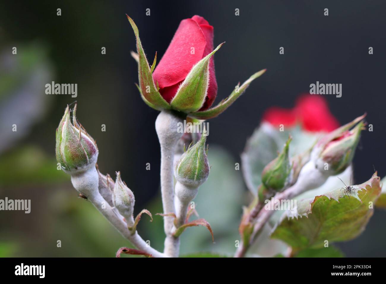 Enfermedad fúngica Mildew polvoriento en una flor de rosa. Placa blanca en hojas y tallos. Primer plano. Para la demostración de enfermedades de las plantas o el diseño de envases. Foto de stock