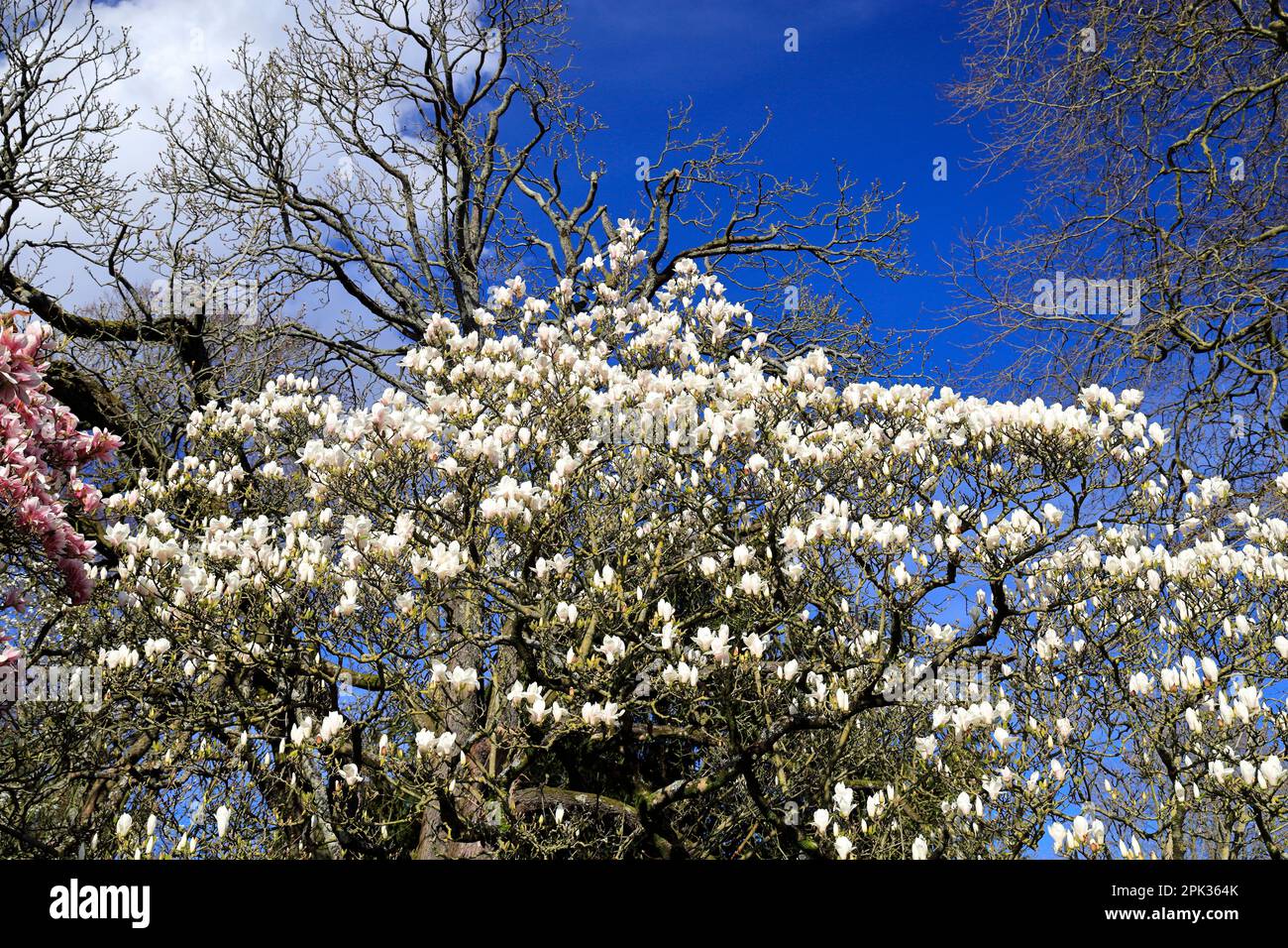 Magnolio (Magnolia grandiflora) Castillo, Parque Bute, Cardiff, Gales del Sur, Reino Unido. Foto de stock