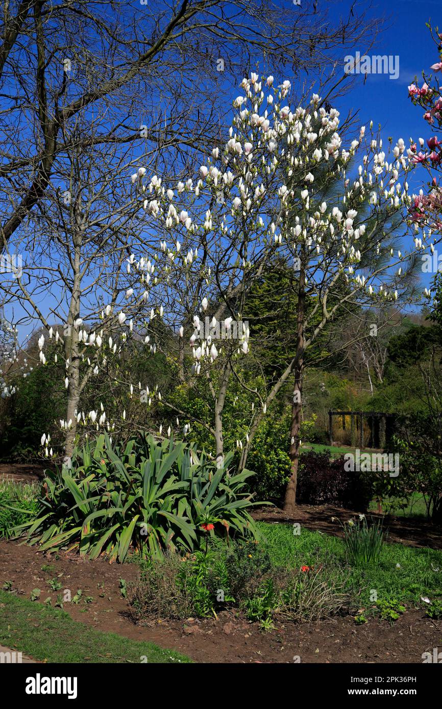 Magnolia, Roath Park, Roath, Cardiff, Gales, REINO UNIDO. Foto de stock