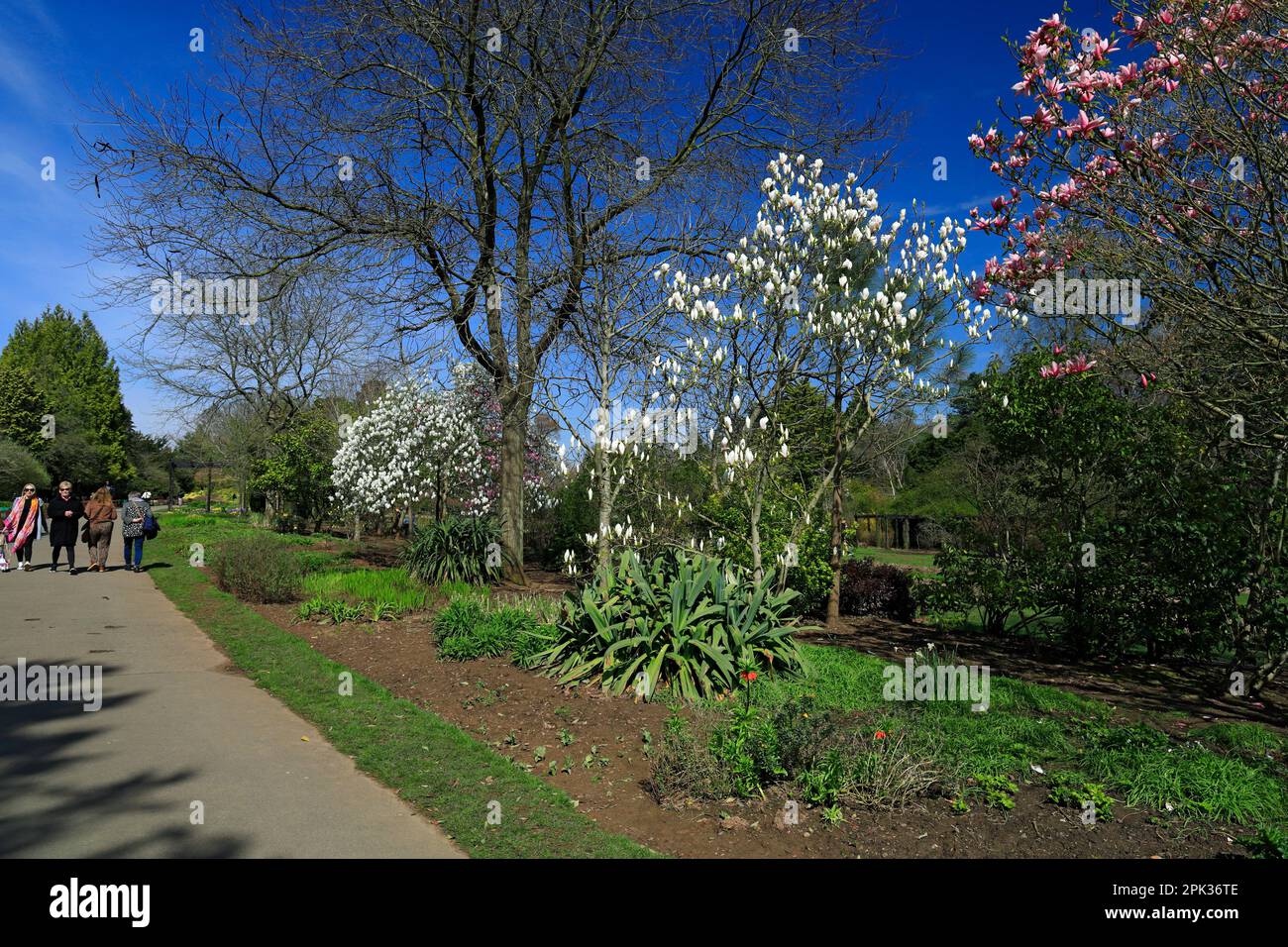 Magnolia, Roath Park, Roath, Cardiff, Gales, REINO UNIDO. Foto de stock