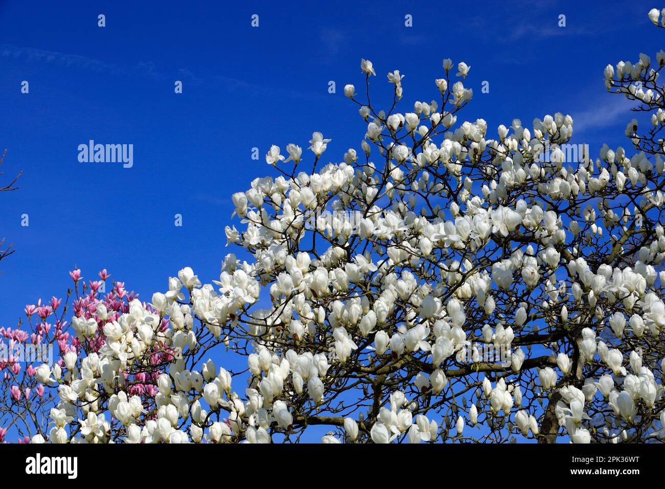 Magnolia, Roath Park, Roath, Cardiff, Gales, REINO UNIDO. Foto de stock