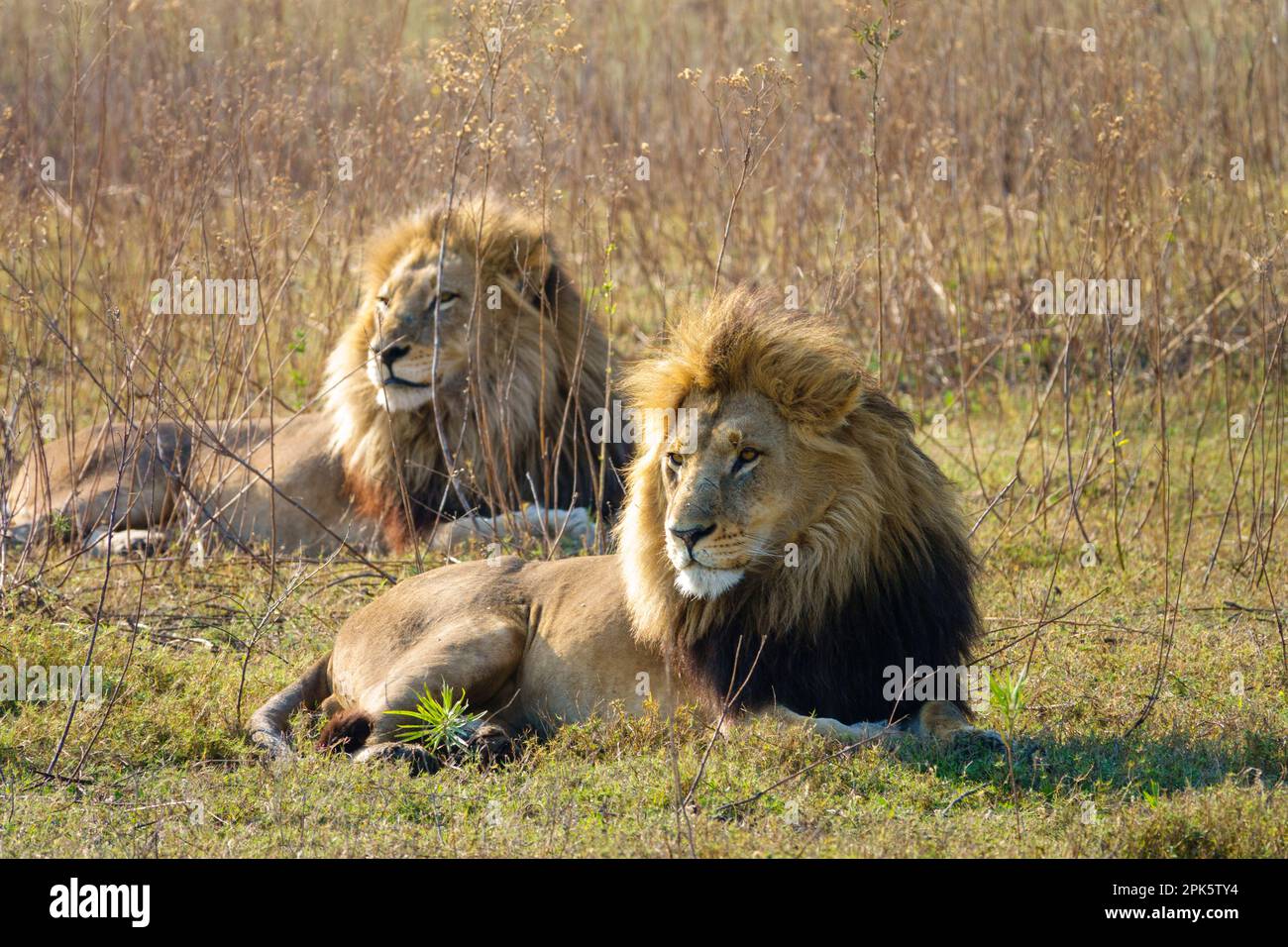 Leones en el pasto fotografías e imágenes de alta resolución - Alamy