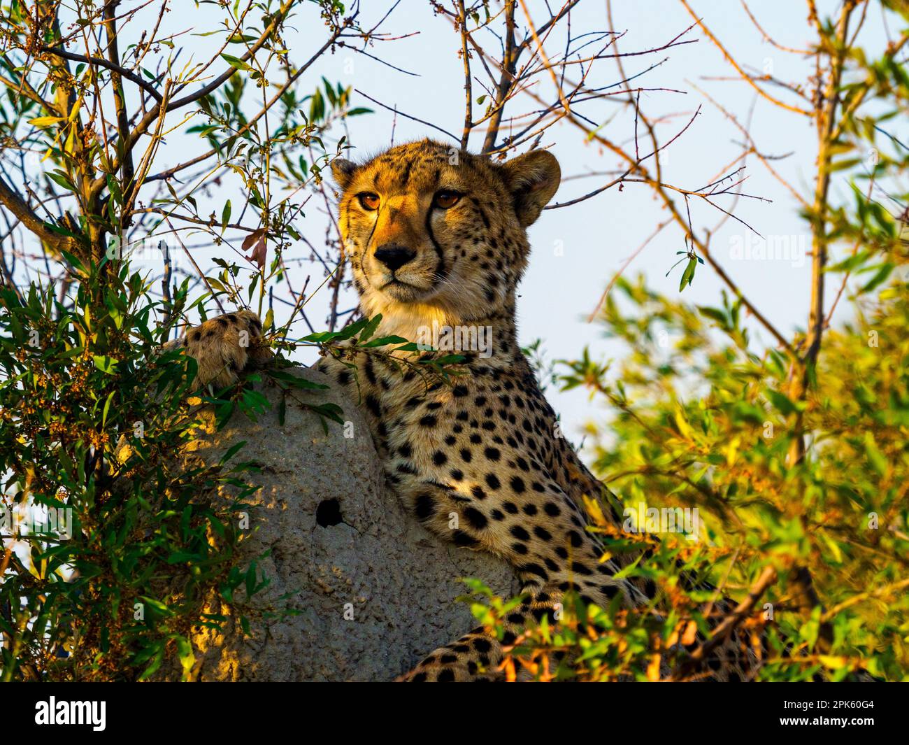 Retrato de Cheetah, concesión de Sandibe, delta del Okavango, Botswana Foto de stock