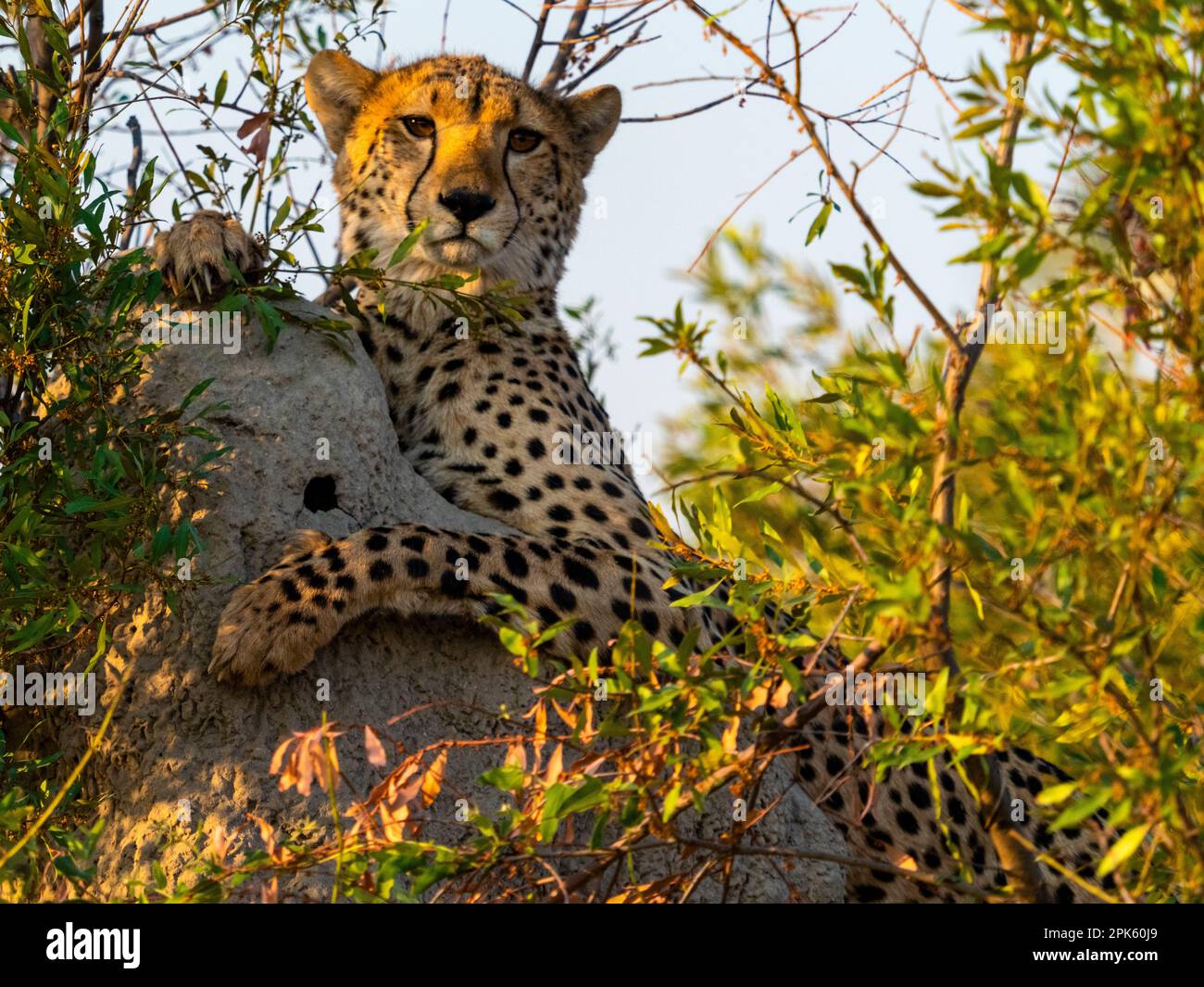 Retrato de Cheetah, concesión de Sandibe, delta del Okavango, Botswana Foto de stock