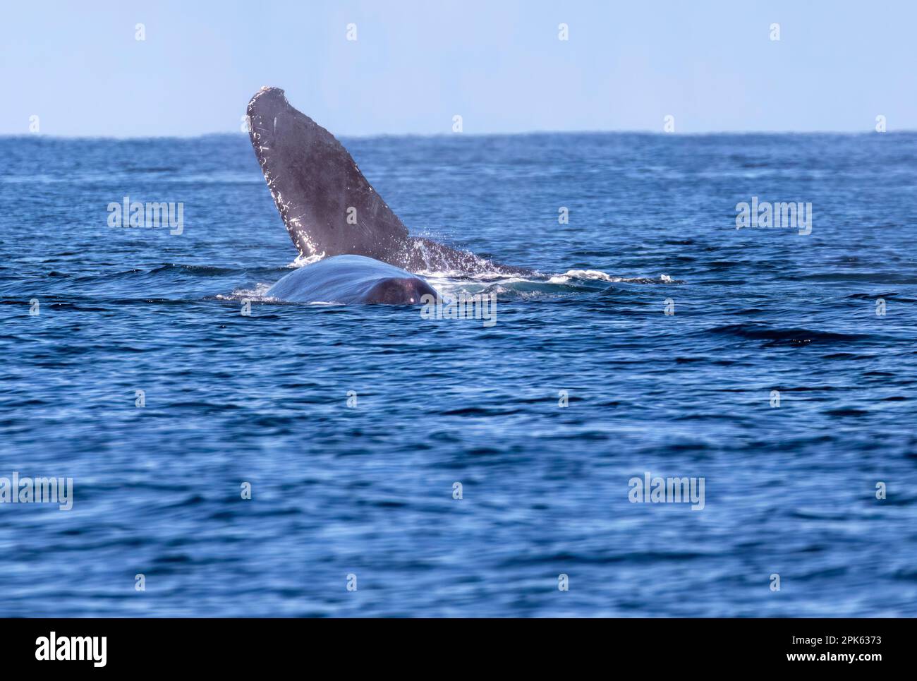 La cola fluke y el área dorsal de una ballena jorobada mientras rompe la superficie en el Océano Pacífico frente a la costa de México. Foto de stock