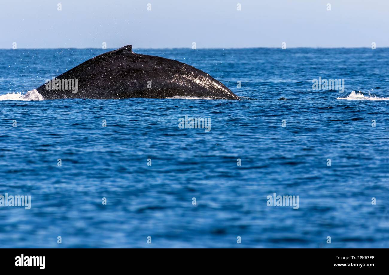 Una ballena jorobada rompe la superficie del Océano Pacífico frente a la costa de México. Foto de stock