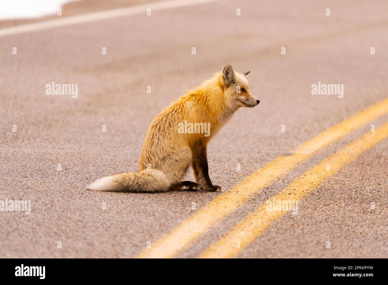 Retrato de zorro en la carretera Foto de stock