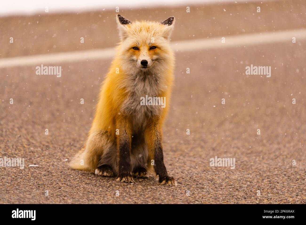 Retrato de zorro en la carretera Foto de stock