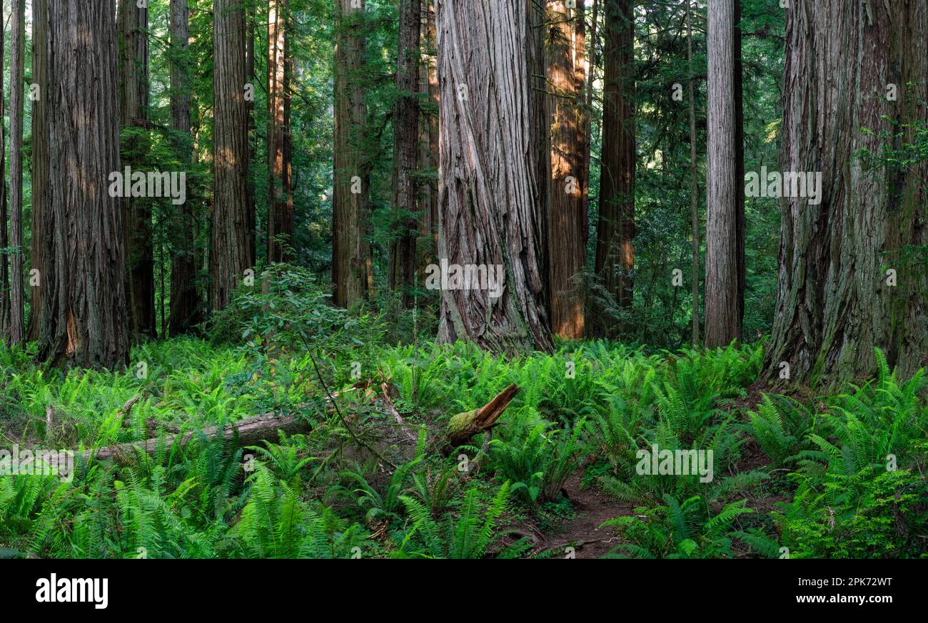 Plantas y árboles en el Parque Nacional Redwoods, California, EE.UU Foto de stock
