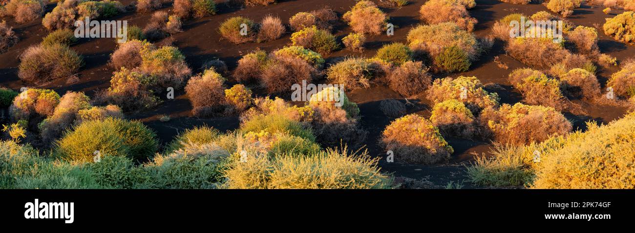 Sagebrush, té mormano, serpientes y otras plantas del desierto, Monumento Nacional Wupatki, Arizona, EE.UU Foto de stock