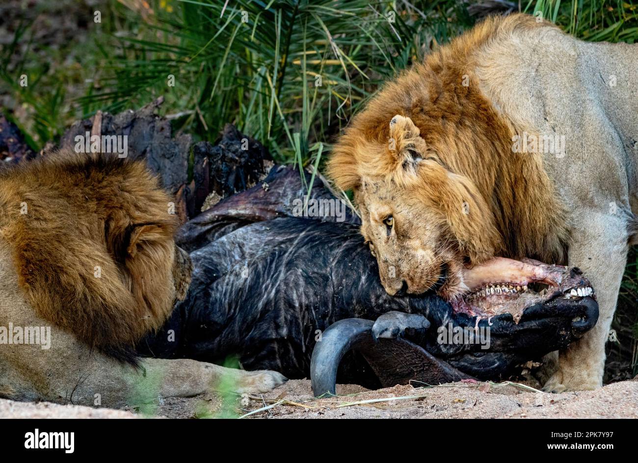 Los leones machos, Panthera leo, se alimentan de un búfalo muerto  Fotografía de stock - Alamy