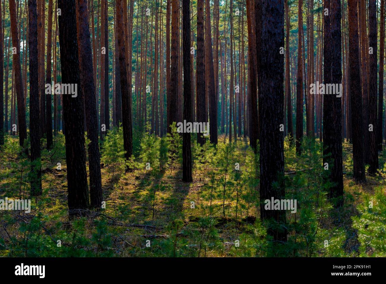 Bosque de pinos En un soleado día de primavera, pequeños pinos jóvenes crecen silvestres entre viejos pinos grandes Foto de stock