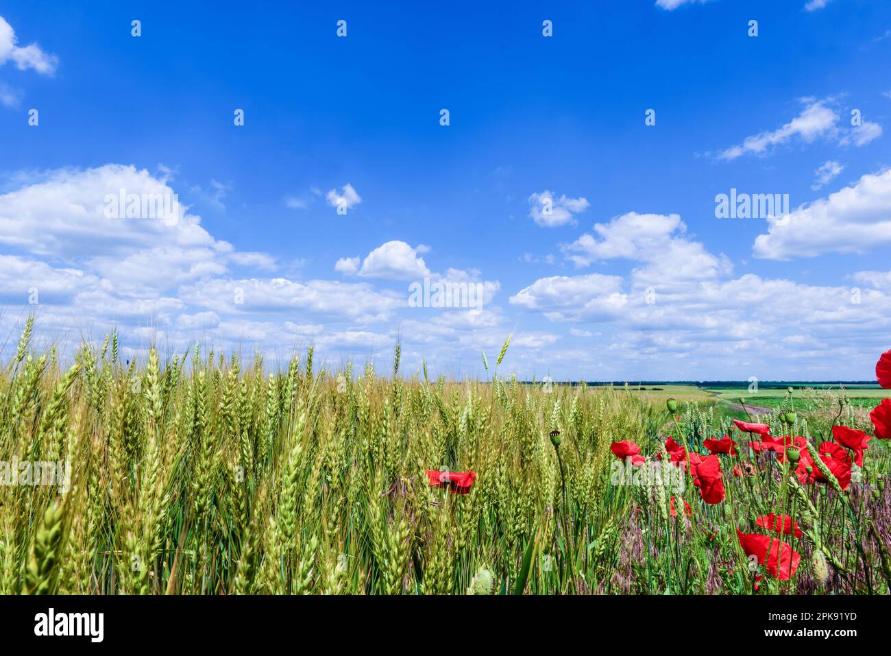 Línea de horizonte que divide un campo de trigo con amapolas rojas y un cielo azul con nubes. Foto de stock