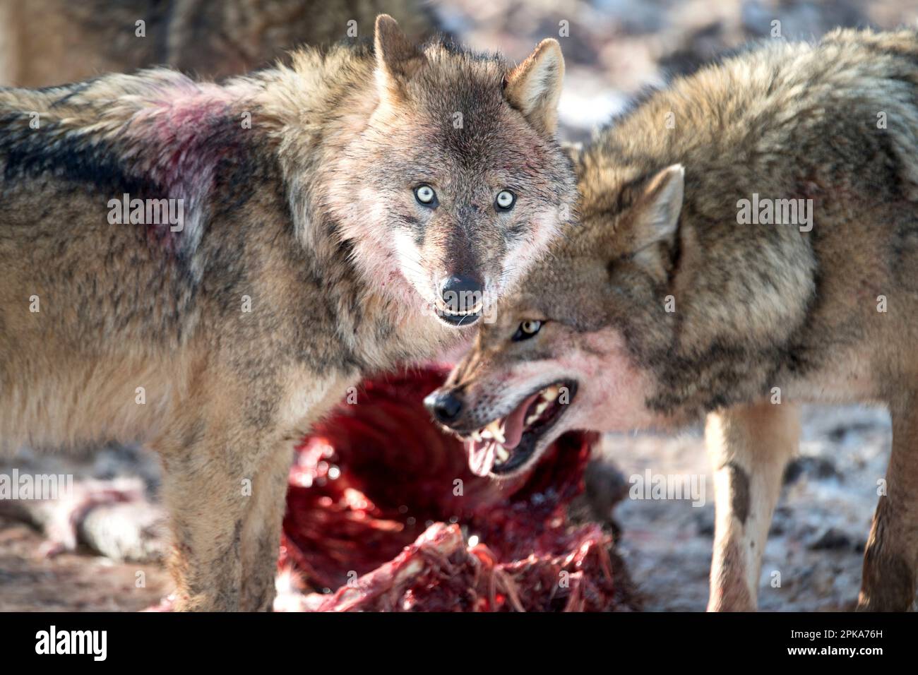 Lobos con presa fotografías e imágenes de alta resolución - Alamy