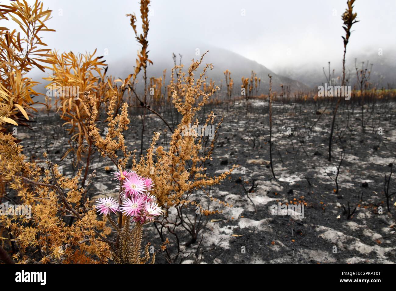 Planta de fynbos (Phaenocoma prolifera), recuperándose después de un incendio dañino, Kleinmond, Sudáfrica. Foto de stock