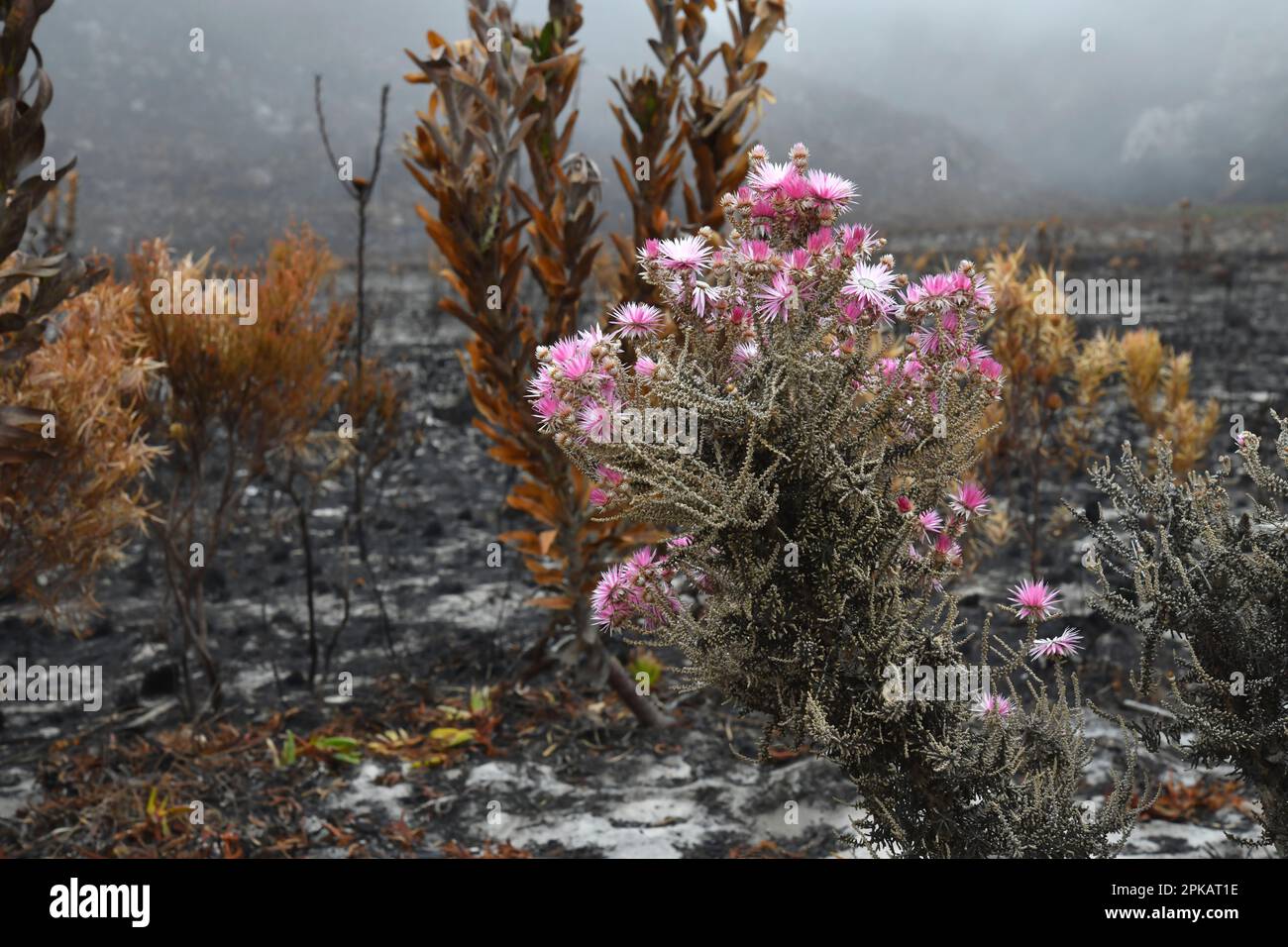 Planta de fynbos (Phaenocoma prolifera), recuperándose después de un incendio dañino, Kleinmond, Sudáfrica. Foto de stock