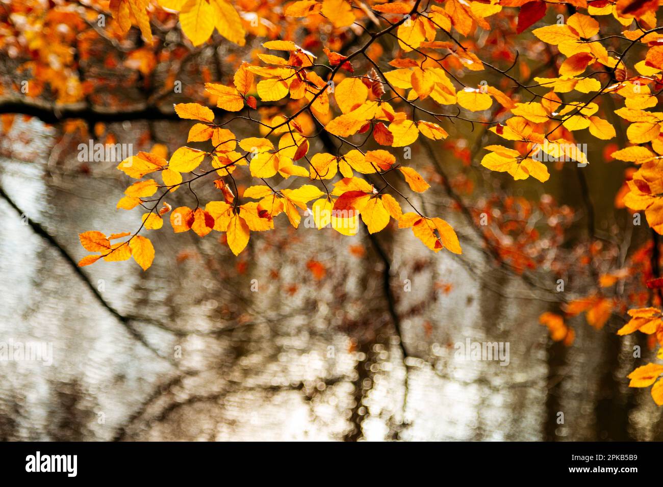 Externsteine en noviembre en el bosque de Teutoburg Foto de stock