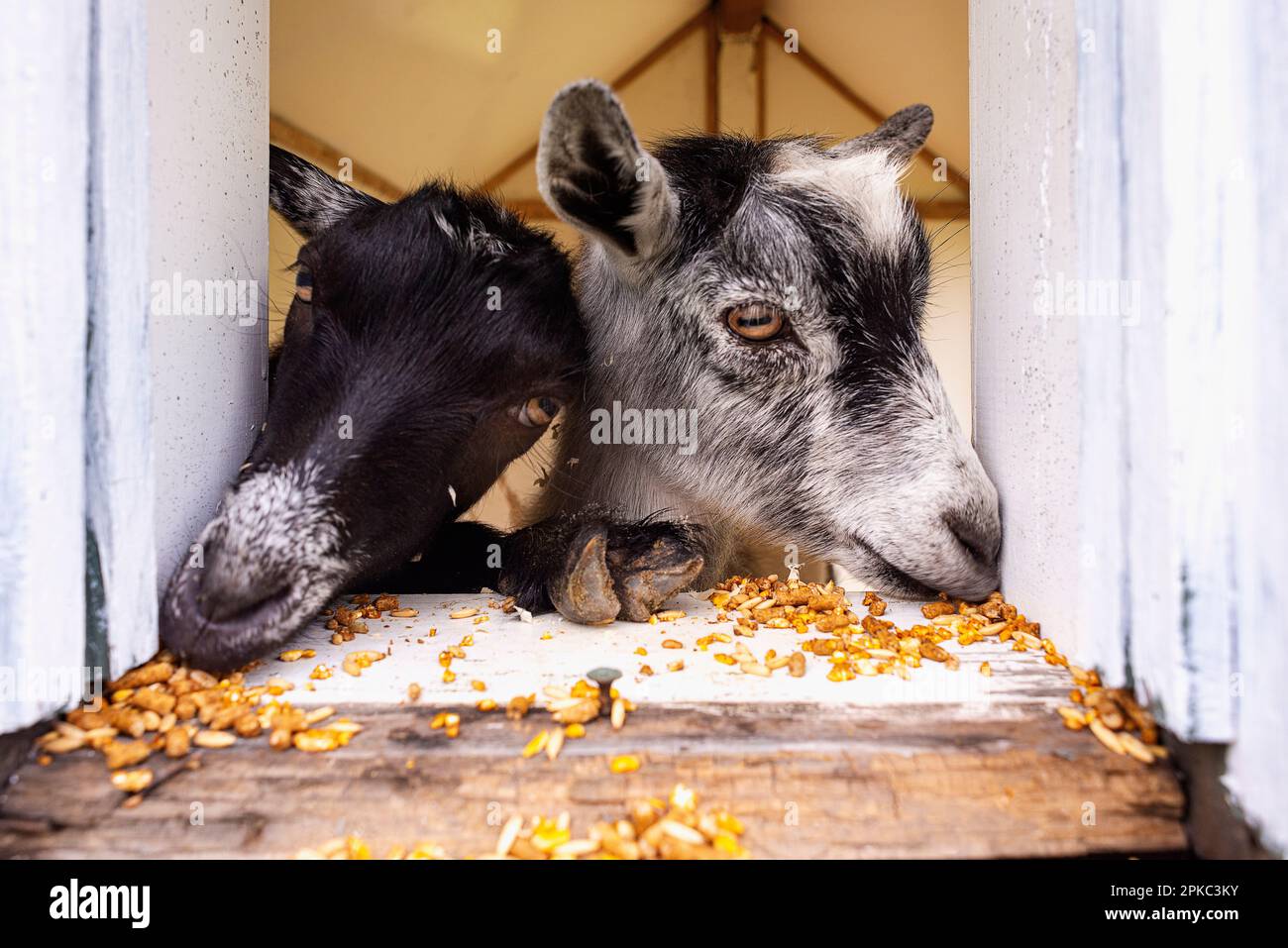 Dos cabras comiendo dentro de una casa de cabras. Foto de stock
