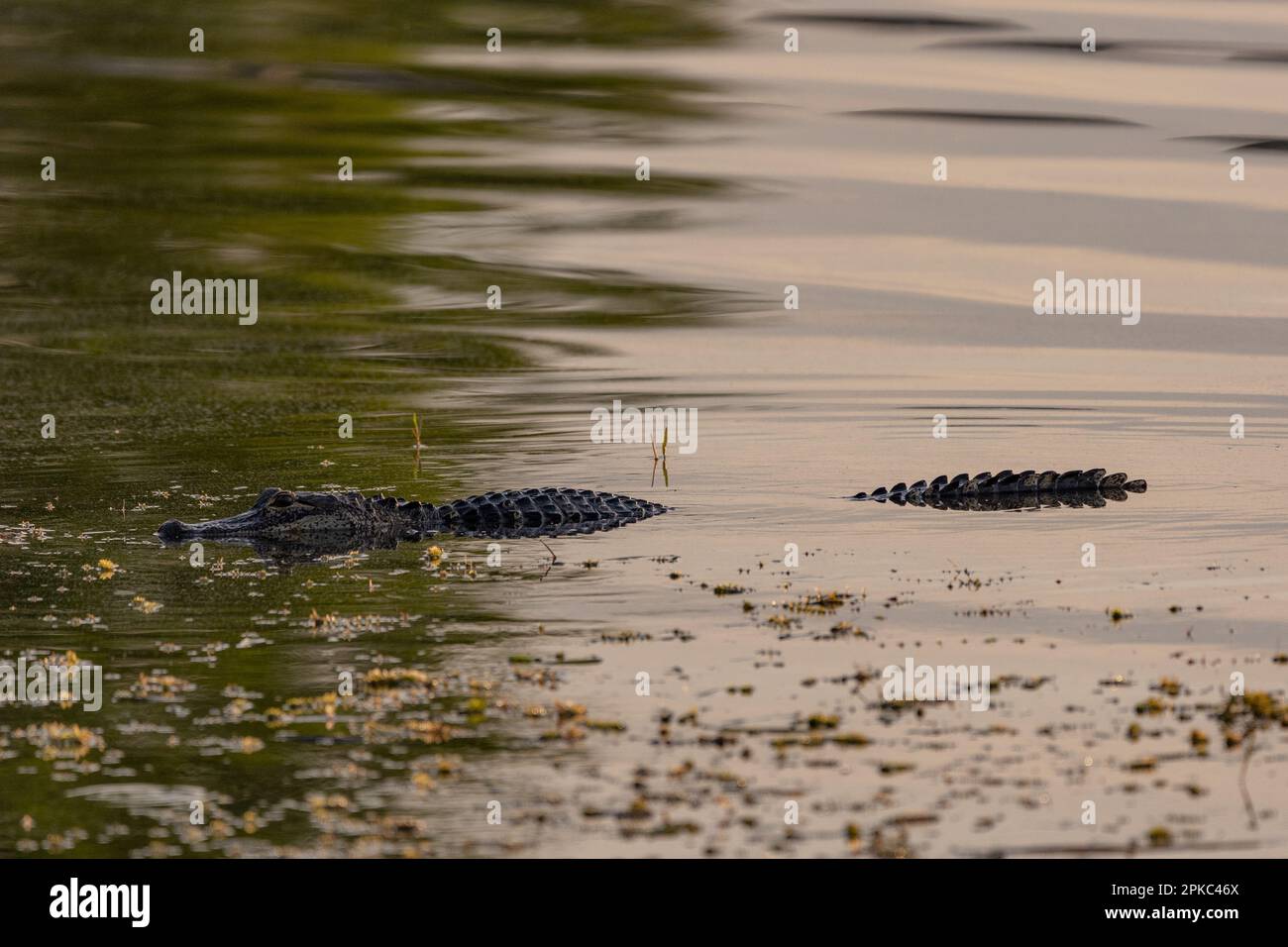 un cocodrilo está nadando en el agua verde con maleza, el agua está ondulada, se está escondiendo Foto de stock