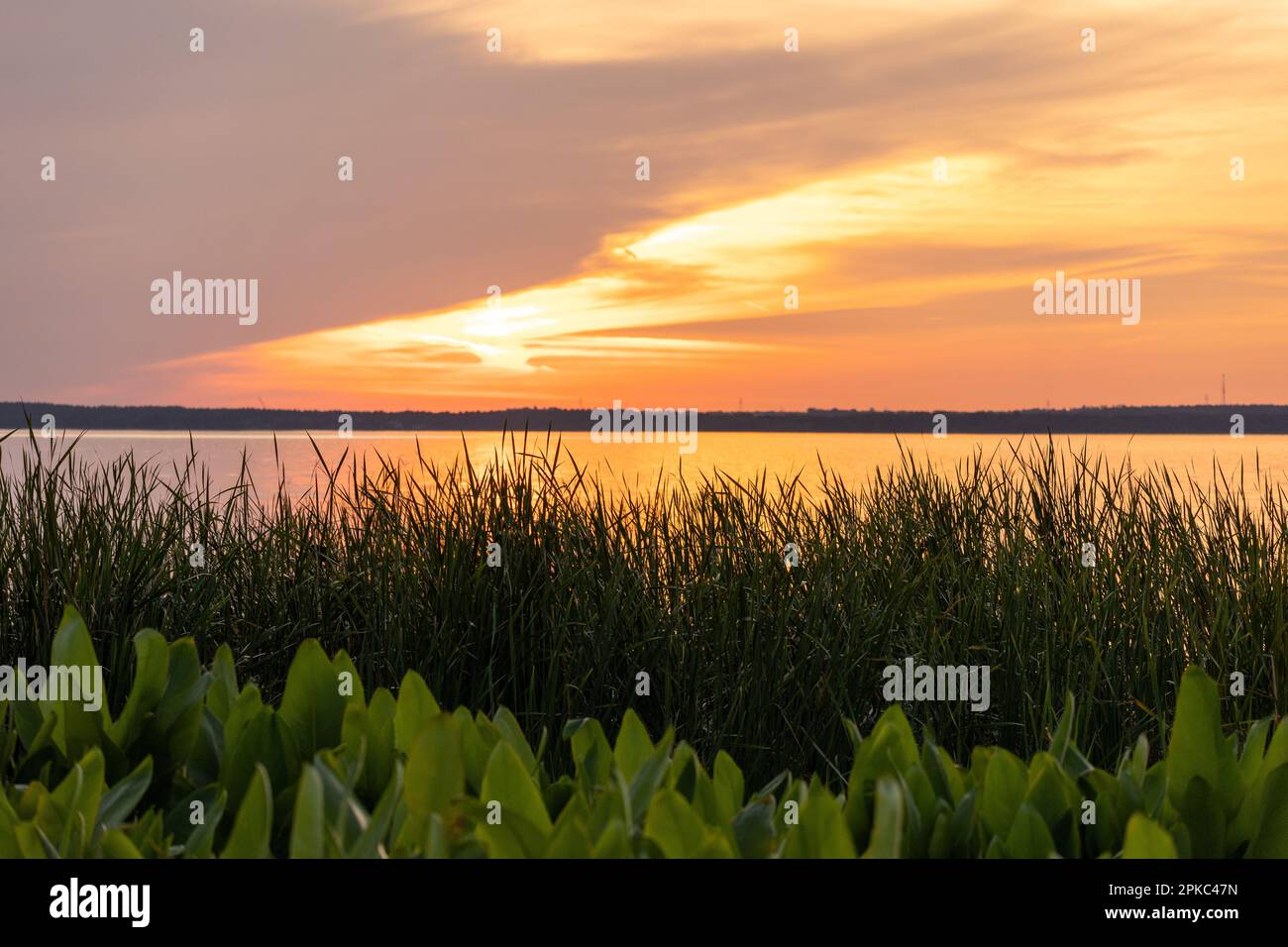 Hermoso cielo de puesta de sol sobre el lago con algo de vegetación en frente como una línea de horizonte Foto de stock